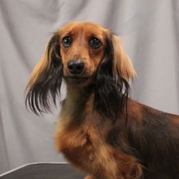 Merlot - Dachshund