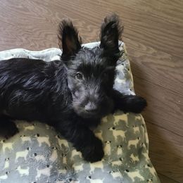 Scottish Terrier Puppies from Scotch McLaren Terriers