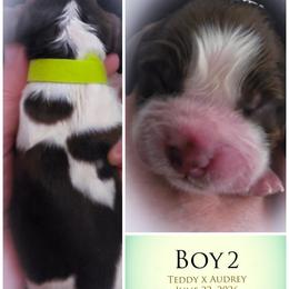 Boy 2 - Liver white and tan male English Springer Spaniel puppy in Silverdale, Washington from TimberVale Springers