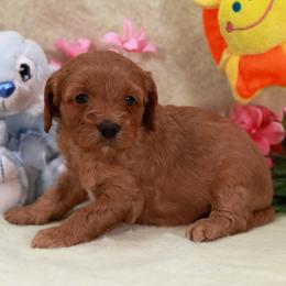 Purple girl - Red female Assorted Doodle Crosses puppy in Colonial Beach, Virginia from Bristol Mine Kennels