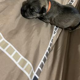 Miniature Schnauzer Puppies from Circle R Ranch