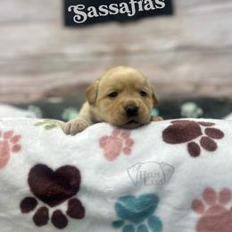 Sassafras - Yellow female Dilute Retriever puppy in Forest City, Iowa from Helm Labs