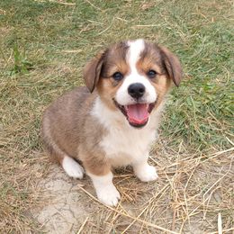 Storm - Sable male Pembroke Welsh Corgi puppy in Champaign, Illinois from McGovern Family Corgis
