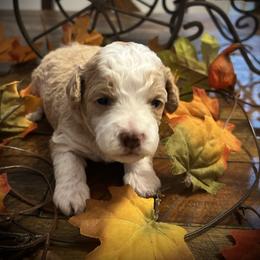 Blitzen - Red male Cavapoo puppy in Bradenton, Florida from Christianna’s Mini Goldendoodles