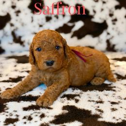 Saffron - Red  female Goldendoodle puppy in Houston, Texas from Golden Life Doodles