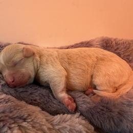 Havanese puppies from Hashtag Havenese