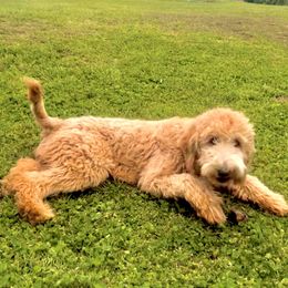 Goldendoodles from AR Diamond Doodles