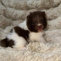 Spots - Chocolate parti male Pomeranian puppy in Wagner, South Dakota from Lisas Pomeranians