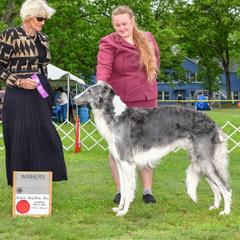 Reign - Borzoi