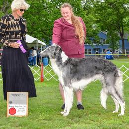 Reign - Borzoi