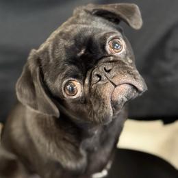 Beto - Pug