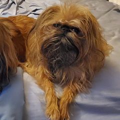 Brussels Griffons from DreamMaker FBD