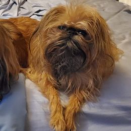 Brussels Griffons from DreamMaker FBD