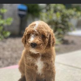 Goldendoodle and Poodle Puppies from CharleighRae Poodles and Doodles