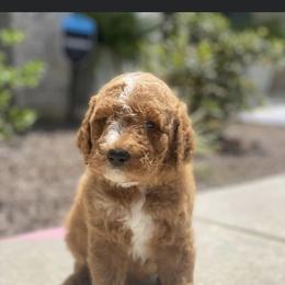 Goldendoodle and Poodle Puppies from CharleighRae Poodles and Doodles