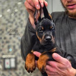 Laredo - Black and rust male Doberman Pinscher puppy in China Township, Michigan from Snell's Superior Kennel Dobermann & GSP