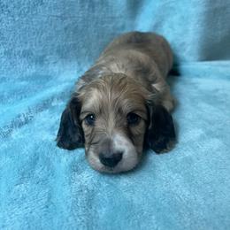 Motorheads Alice - Cream female Dachshund puppy in Yucaipa, California from Motorhead Dachshunds