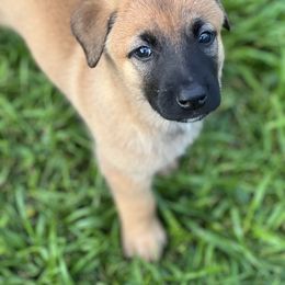 Belgian Malinois Puppies from Malinois