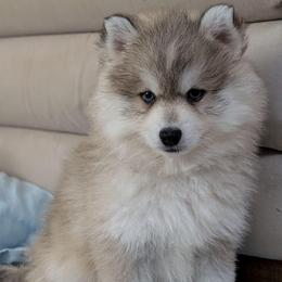 Gio Blue Eyes - Wolf sable male Pomsky puppy in Hurleyville, New York from My Crazy Pomskys