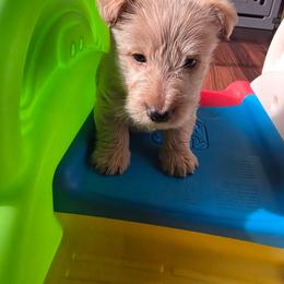 Dougal - Wheaten male Scottish Terrier puppy in Mount Vernon, Washington from Scottish Terrier Sandra T