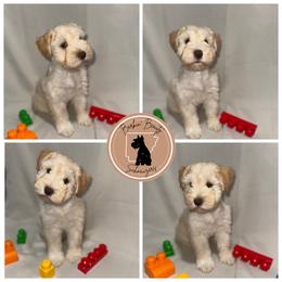 Lego - Wheaten male Miniature Schnauzer puppy in Moro, Arkansas from Barkin’ Beauty Schnauzers