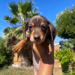 Chase Jr. - Chocolate and tan male Dachshund puppy in Yuba City, California from The Navarro Furbabies