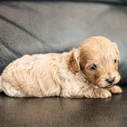 Coral - Apricot female Cavapoo puppy in Saint George, Utah from Fitzdoodles
