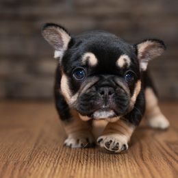 American Bully and French Bulldog Puppies from Obduro Bullies and Frenchies