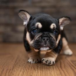 American Bully and French Bulldog Puppies from Obduro Bullies and Frenchies