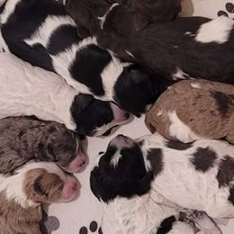 Aussiedoodles and Poodles from Red Barn Farming LLC