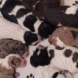 Aussiedoodles and Poodles from Red Barn Farming LLC