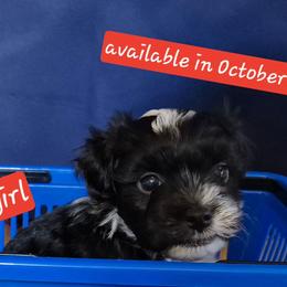 Girl 4 - Black and white female Havanese puppy in Manchester, Texas from Mimi's Havanese
