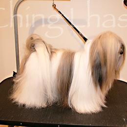 Anatolian Shepherd Dogs, Collies, and Lhasa Apsos from Foxglove Farms Collies/Green Stains Anatolians/I Ching Lhasas