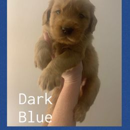 Dark Blue - Dark golden male Golden Retriever puppy in Mountain Home, Idaho from Poppy's Garden Golden Retrievers