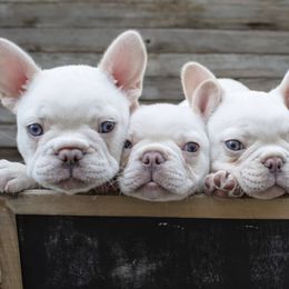 French Bulldogs from Little Homestead Farm Frenchies