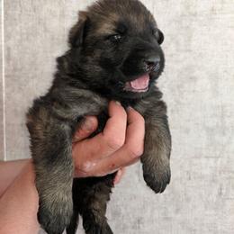 Pink - Sable female German Shepherd puppy in Luna, New Mexico from Von De León German Shepherds