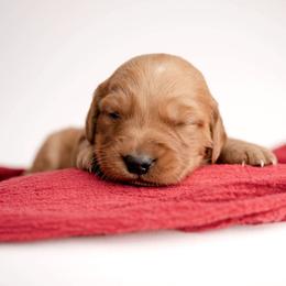 Patch - Dark golden male Golden Retriever puppy in Buhl, Idaho from Atkinson's Goldens