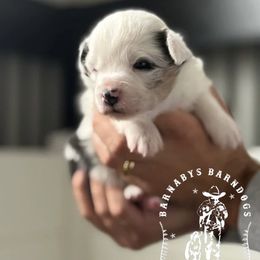 Otis - Blue merle male Miniature American Shepherd puppy in Greenwood, Indiana from Barnaby’s Barn Dog’s