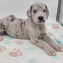 Meela Blue Merle - Merle female Great Dane puppy in Kannapolis, North Carolina from Carolina Great Danes & Toy Poodles