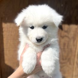 Samoyed Puppies from Sugar Sweet Samoyeds