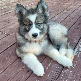 Siberian Husky Puppies from Husky Hotel