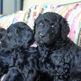 Goldendoodle Puppies from WNC Mountain Doodles
