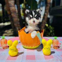 Gemini - Black and white female Pomsky puppy in Homeland, California from Lara's Ranch Pomskies
