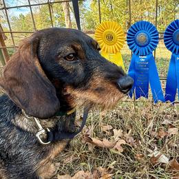 Hermann - Dachshund