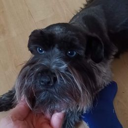 Bellatrix - Miniature Schnauzer