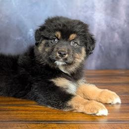Gabbana - Black tri-color female Australian Shepherd puppy in Fultonville, New York from Sandy Aussies, Mini Dachshunds & Pomeranians