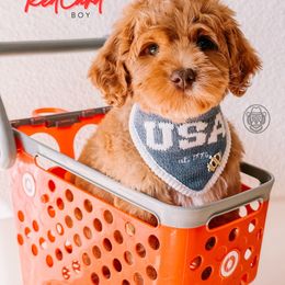 RedCard - Red male Australian Labradoodle puppy in Valley Springs, California from Blue Denim Doodles