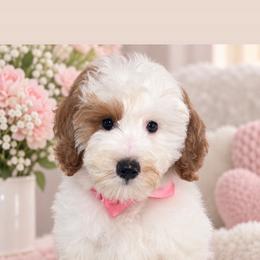 Fudge - Parti female Goldendoodle puppy in Yuciapa, California from AlltheDoodlez_