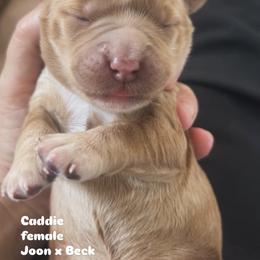 Caddie - Apricot female Australian Labradoodle puppy in Chuluota, Florida from Delano Australian Labradoodles