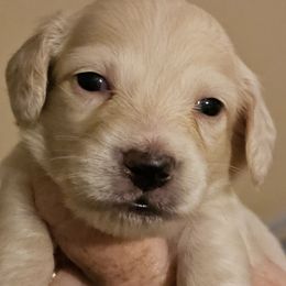Blue collar male - Cream male Dachshund puppy in Trade, Tennessee from TN Miniature Dachshunds & Basset Hounds